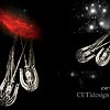 CETI-X